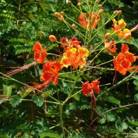 Caesalpinia pulcherrima (L.) Sw.